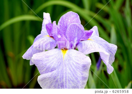 白地に藤紫色刷け絞りの花菖蒲・揖保川 6265958