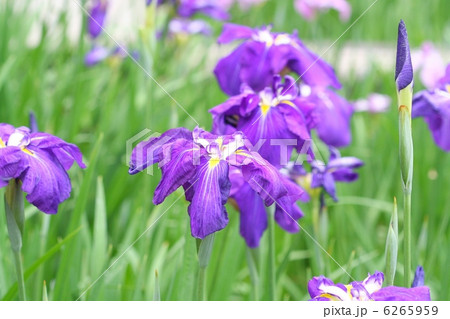 藍色を帯びた紫色の花菖蒲・古希の色 6265959