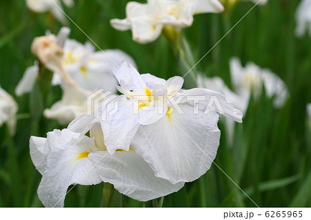 花菖蒲・涼夕 花菖蒲・涼夕 6265965