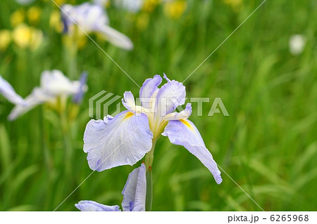 花菖蒲・水の光 花菖蒲・水の光 6265968