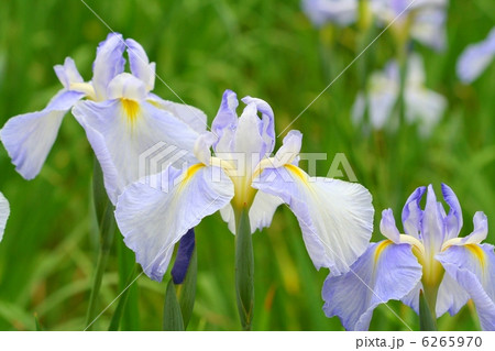 薄藤色が美しい花菖蒲・水の光 薄藤色が美しい花菖蒲・水の光 6265970