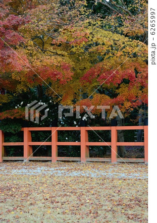 上賀茂神社、秋の参道 6265997