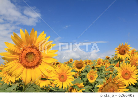 ひまわり畑 6266403