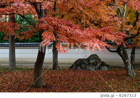 相国寺の庭 相国寺の庭 6267313