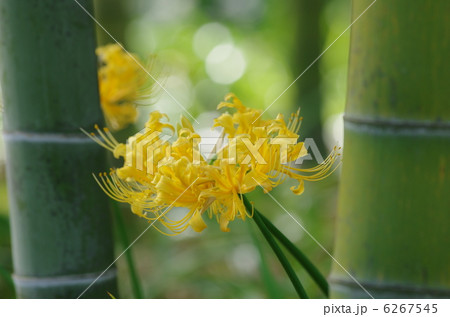 リコリス　アフリカーナ 6267545