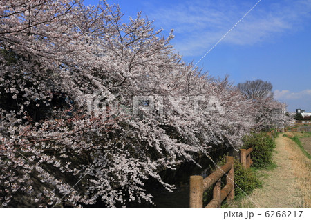 小田原桜川沿い 6268217