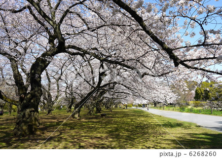 小石川植物園 6268260