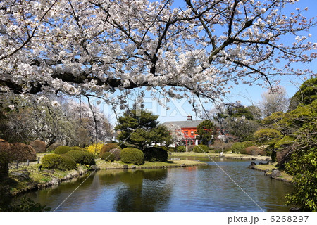 小石川植物園の桜。ソメイヨシノ。東京都文京区 6268297