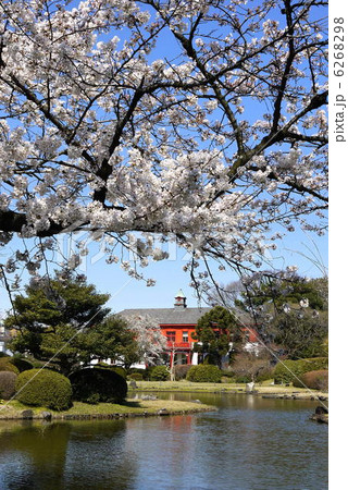 小石川植物園の桜。ソメイヨシノ。東京都文京区 6268298