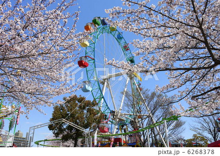 あらかわ遊園の観覧車と桜 6268378