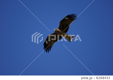鳶　獲物を捜索中 6268433