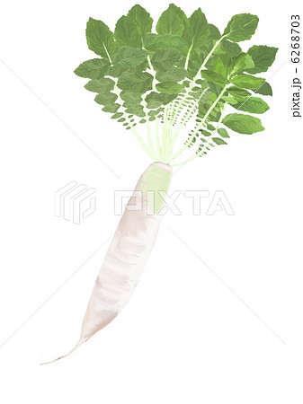 練馬大根のイラスト素材