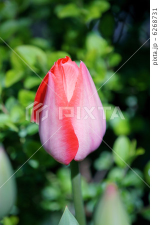 チューリップ　和名は鬱金香ウコンコウ 6268731