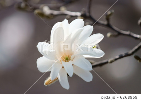 四手辛夷シデコブシ 6268969