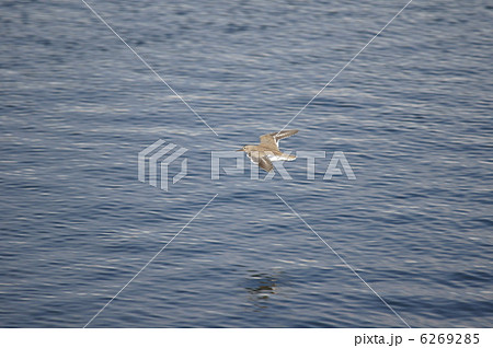 磯鷸イソシギ 低空飛行で逃げろ~ 磯鷸イソシギ 低空飛行で逃げろ~ 6269285