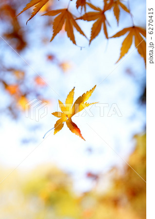 ひらひら落ちてくる紅葉 6270415