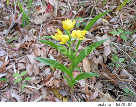 キンラン キンラン 6270584