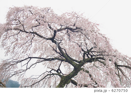 吉野さくら 吉野さくら 6270750