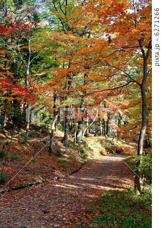 新潟　中野邸・もみじ園 6271266
