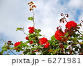 赤いバラと空 6271981
