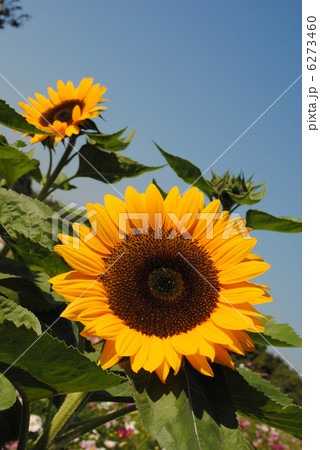 ひまわり(向日葵)【大阪万博記念公園の自然文化園で撮影しました。】品種は「サンリッチオレンジ」です ひまわり(向日葵)【大阪万博記念公園の自然文化園で撮影しました。】品種は「サンリッチオレンジ」です 6273460