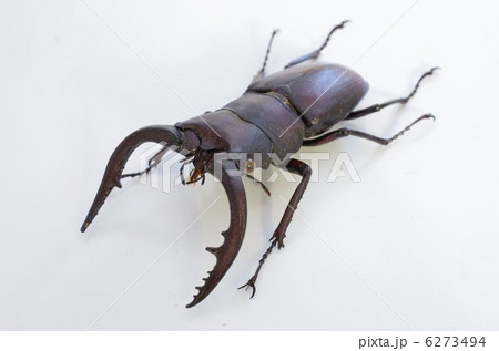 ノコギリクワガタ(雄)前方俯瞰 ノコギリクワガタ(雄)前方俯瞰 6273494