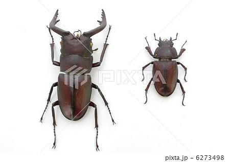 ノコギリクワガタ（雌雄） 6273498