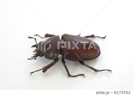 ノコギリクワガタ俯瞰（雌） 6273502