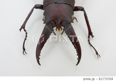 ノコギリクワガタ（中型の雄）頭部 6273508