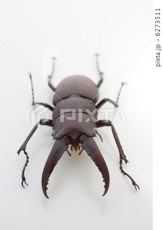 ノコギリクワガタ（中型の雄）正面俯瞰 6273511