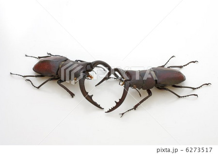 ノコギリクワガタの争い ノコギリクワガタの争い 6273517