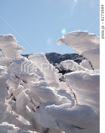 エビの尻尾 6273684