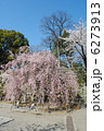 和歌山城の「紅しだれ桜」 6273913