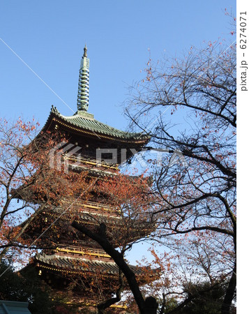 上野寛永寺の五重塔 6274071