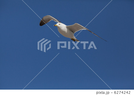 青空を飛ぶカモメ 6274242