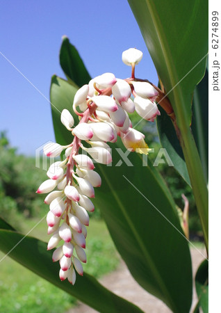 ゲットウの花 6274899