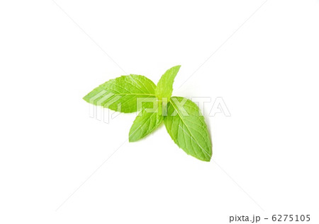 ミント ミント 6275105