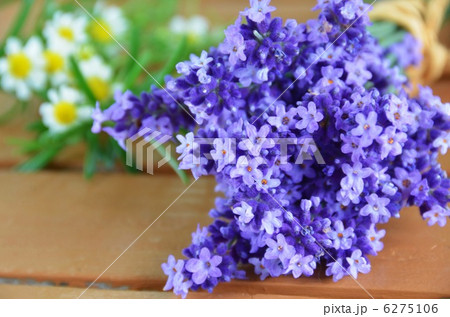 ラベンダーとカモミール 6275106