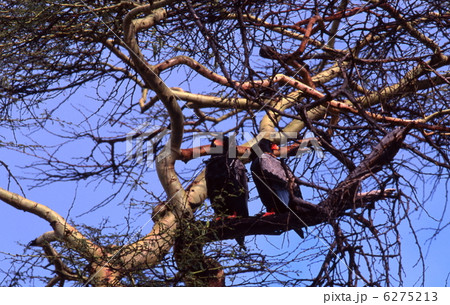 ダルマワシ ダルマワシ 6275213