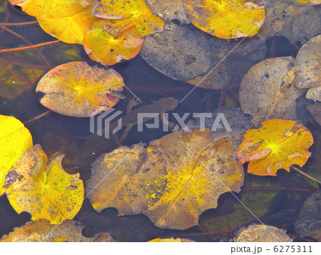 黄葉したヒツジグサと山椒魚（尾瀬沼／群馬県利根郡片品村） 6275311
