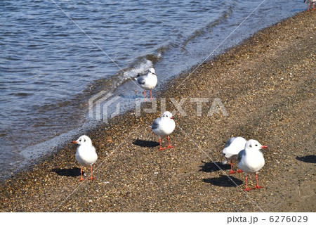 浜辺で休むカモメ 浜辺で休むカモメ 6276029