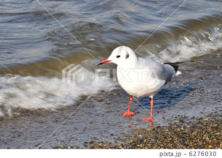 浜辺で休むカモメ 浜辺で休むカモメ 6276030