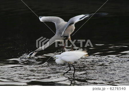 狙いどうりかな 6276540