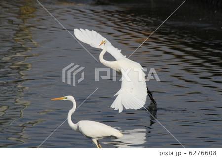 干潟にて 6276608