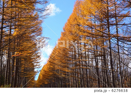 秋のカラマツ並木 6276638