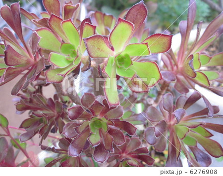 クロボウシ 6276908