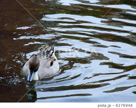 カモ カモ 6276948