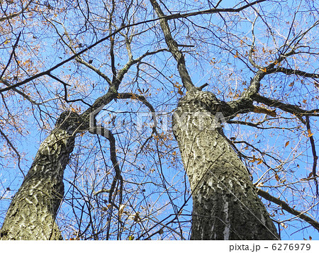 コナラ（小楢） 6276979