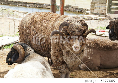 羊 ブラックメリノ種 の写真素材