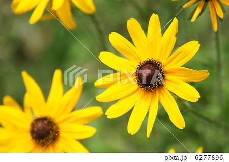 ムラサキバレンギク ムラサキバレンギク 6277896